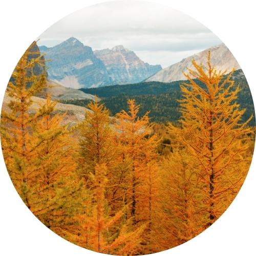 european larch icon